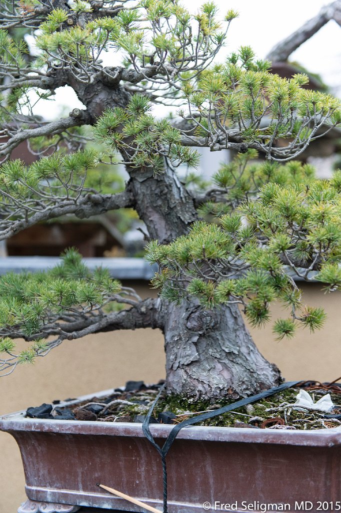 20150310_161939 D4S.jpg - Bonsai Museum and Gardens Tokyo, a famous garden more than 400 years old. Rare bonsai are more than 500 years old.